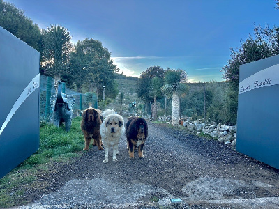 De La Vallée Saint Baudile - Dogue du Tibet - Portée née le 01/01/2024