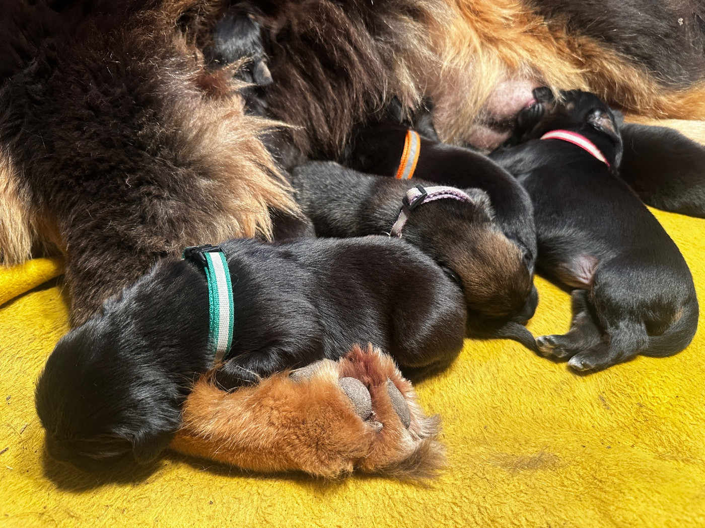 De La Vallée Saint Baudile - Dogue du Tibet - Portée née le 25/12/2025