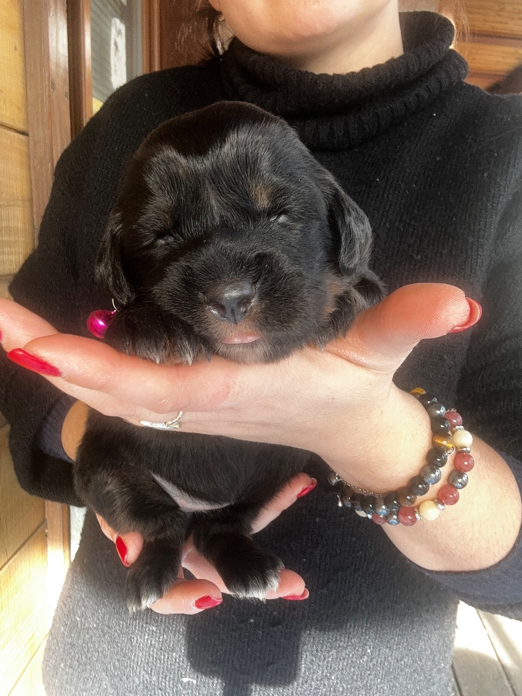 De La Vallée Saint Baudile - Chiots disponibles - Dogue du Tibet