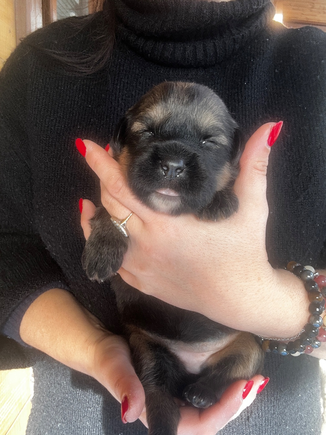 De La Vallée Saint Baudile - Chiots disponibles - Dogue du Tibet