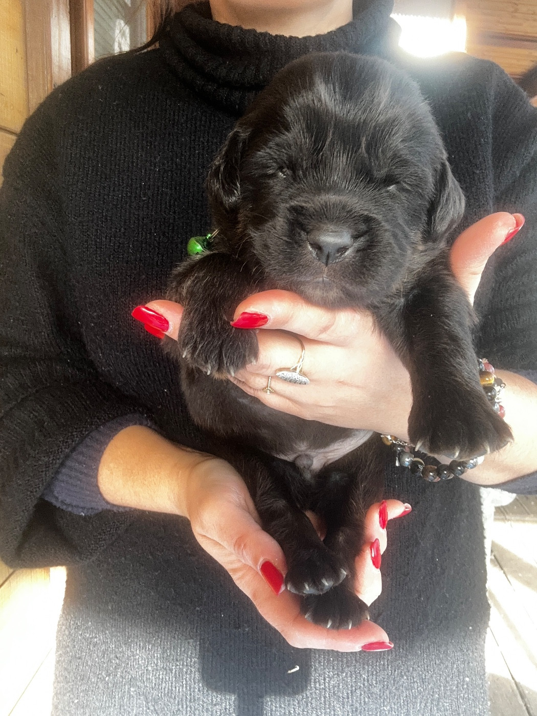 De La Vallée Saint Baudile - Chiots disponibles - Dogue du Tibet