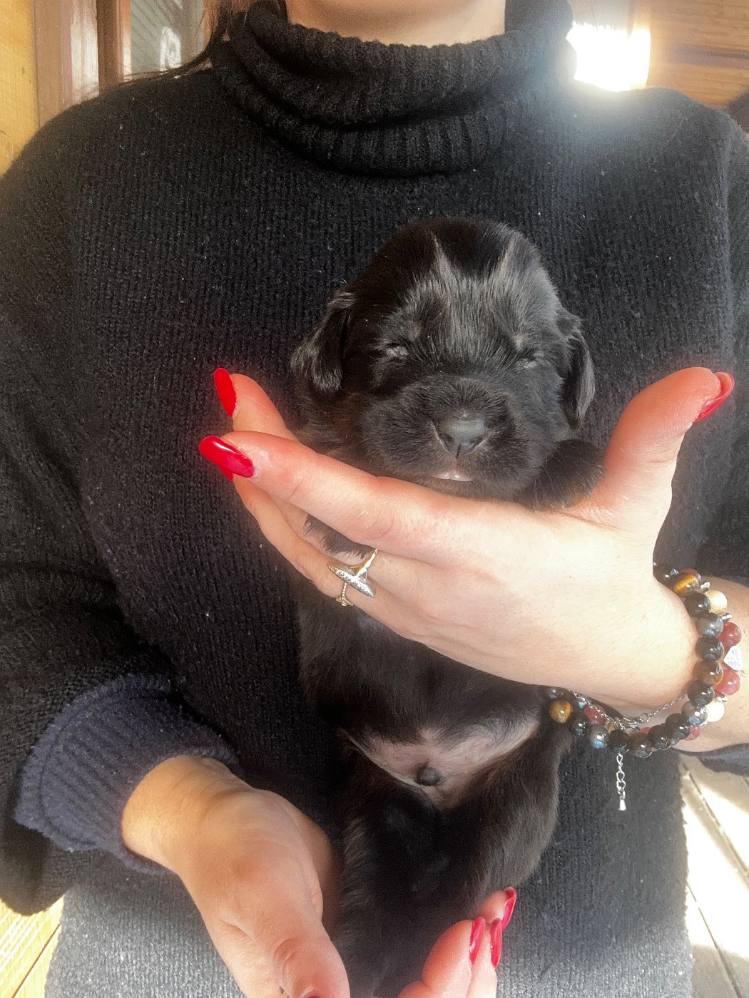 De La Vallée Saint Baudile - Chiots disponibles - Dogue du Tibet