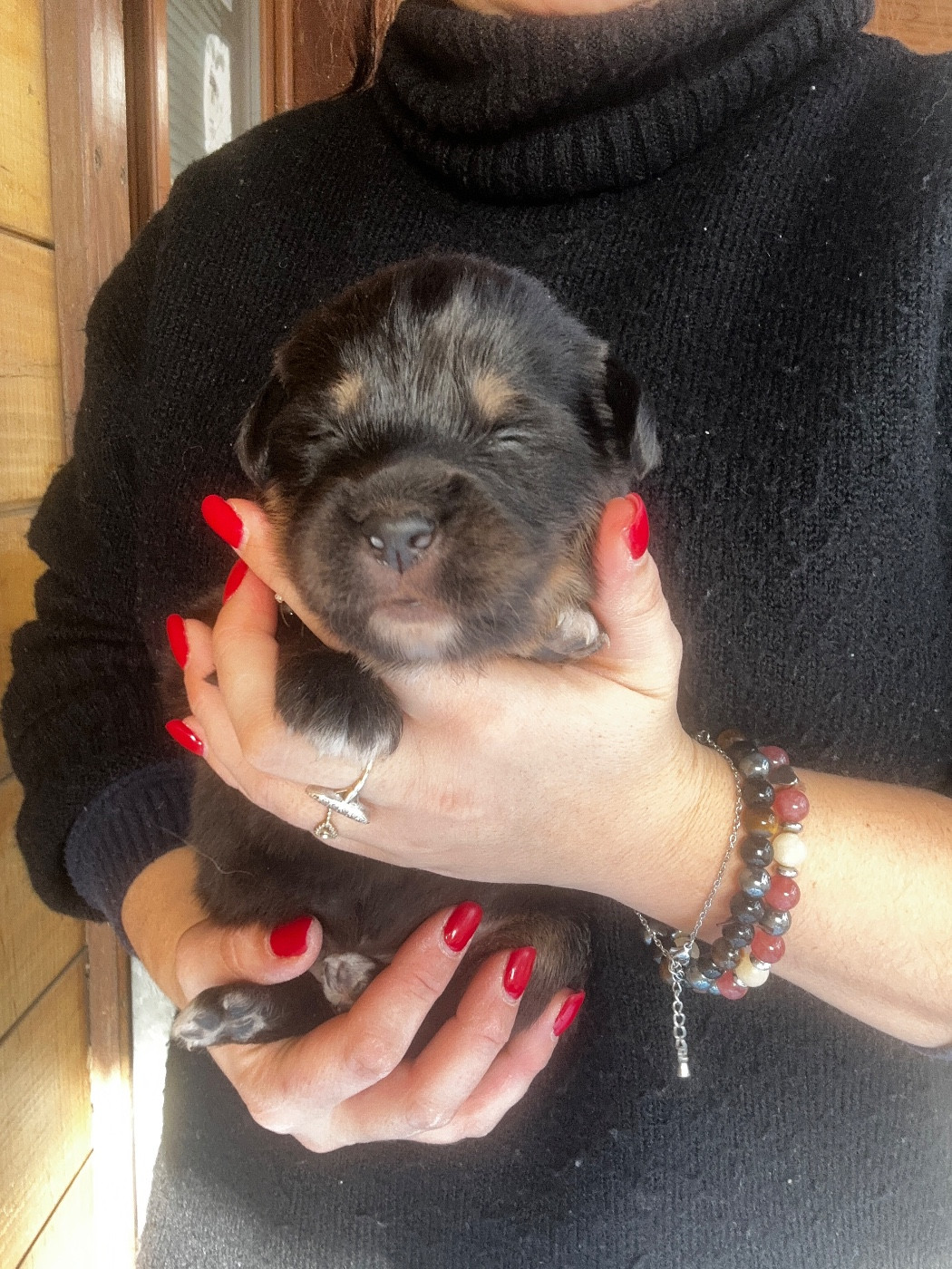 De La Vallée Saint Baudile - Chiots disponibles - Dogue du Tibet