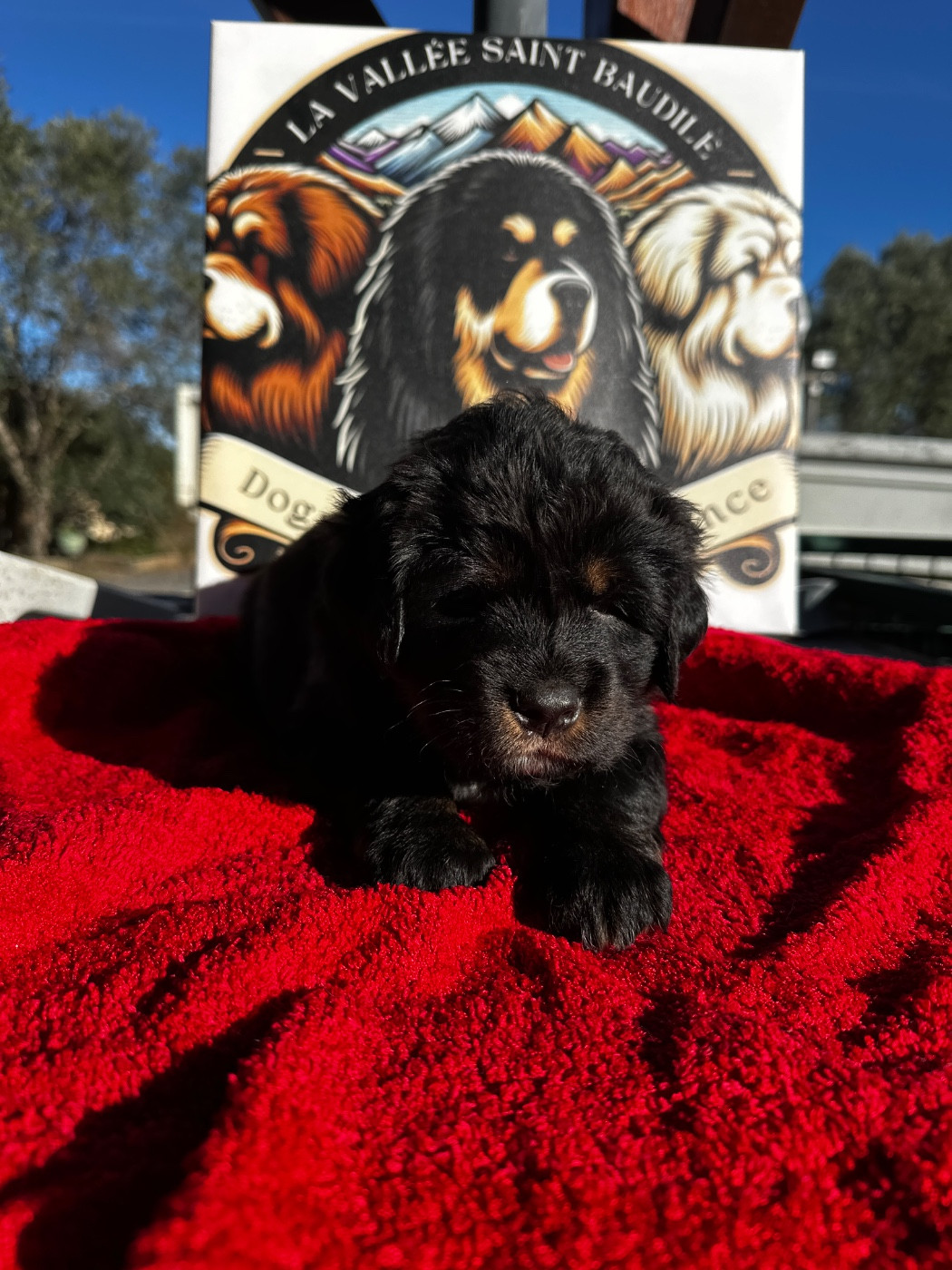 De La Vallée Saint Baudile - Chiots disponibles - Dogue du Tibet