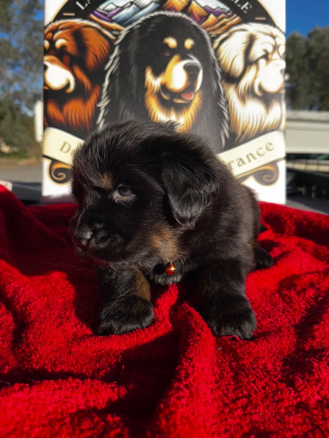 De La Vallée Saint Baudile - Chiots disponibles - Dogue du Tibet