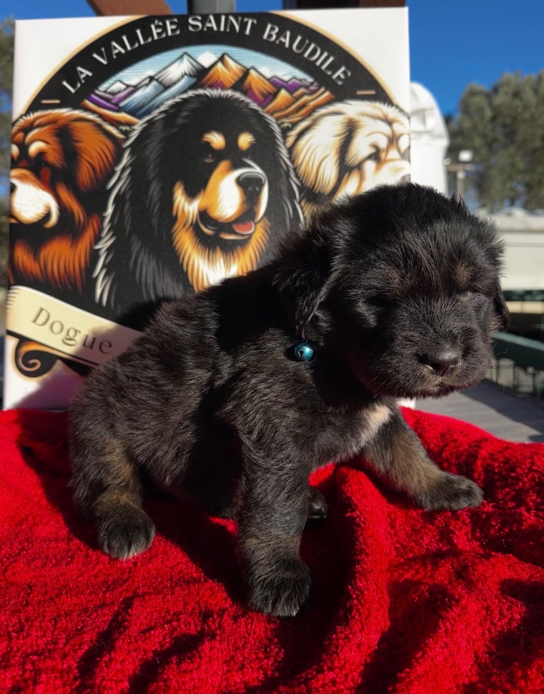 De La Vallée Saint Baudile - Chiots disponibles - Dogue du Tibet